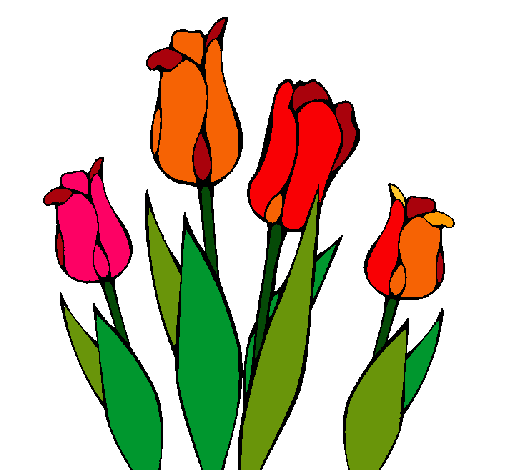 Tulipanes