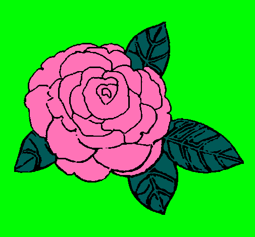 Rosa