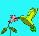 Dibujo Colibrí y una flor pintado por usuar