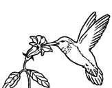 Dibujo Colibrí y una flor pintado por ange14