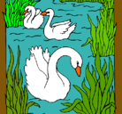 Dibujo Cisnes pintado por lolena