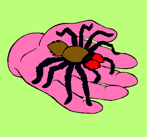 Tarántula