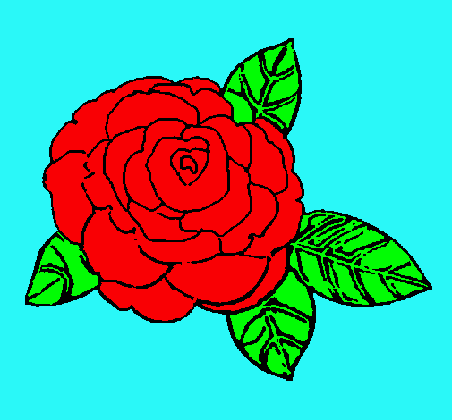 Rosa