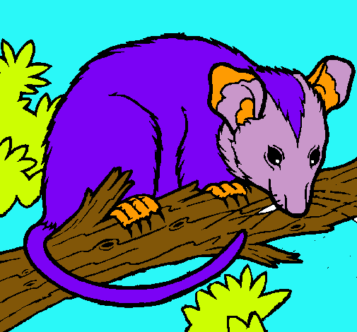 Ardilla possum