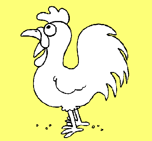 Gallo de granja