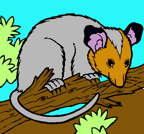 Ardilla possum