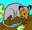 Dibujo Ardilla possum pintado por ratin