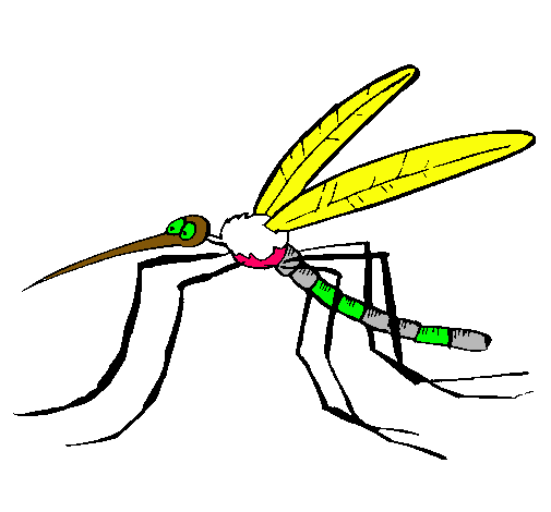 Mosquito