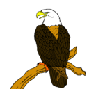 Dibujo Águila en una rama pintado por hjhghg
