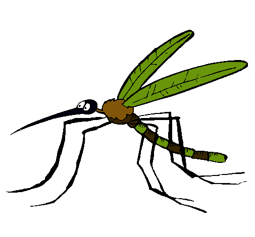 Mosquito