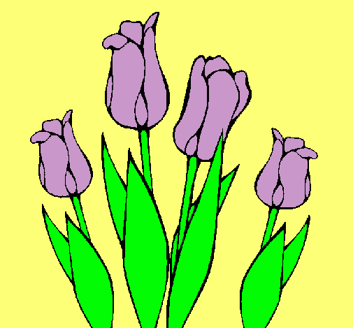 Tulipanes