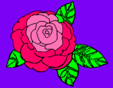 Dibujo Rosa pintado por -Estelamin