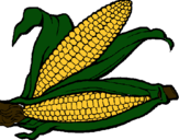 Dibujo Mazorca de maíz pintado por hectormorales