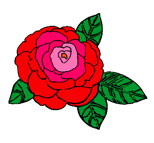 Rosa