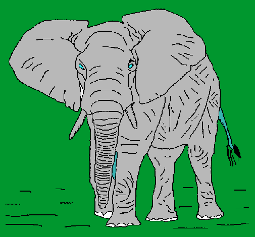 Elefante