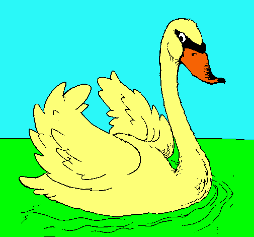 Cisne en el agua