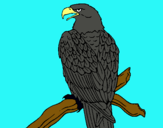 Dibujo Águila en una rama pintado por pokemonlala