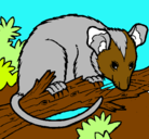 Dibujo Ardilla possum pintado por ratin