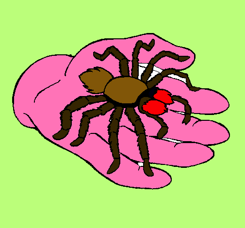 Tarántula