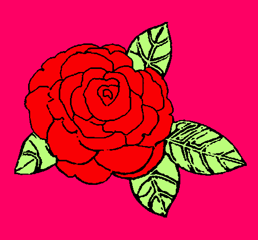 Rosa