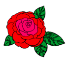 Dibujo Rosa pintado por giusseppe