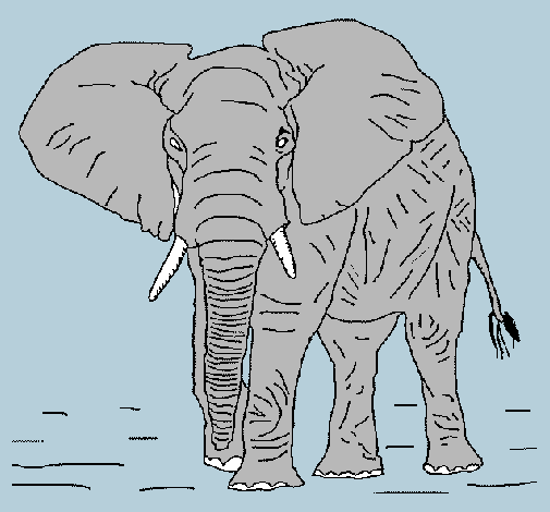 Elefante