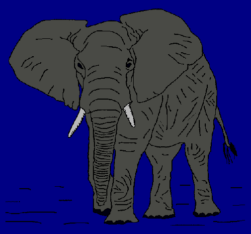 Elefante