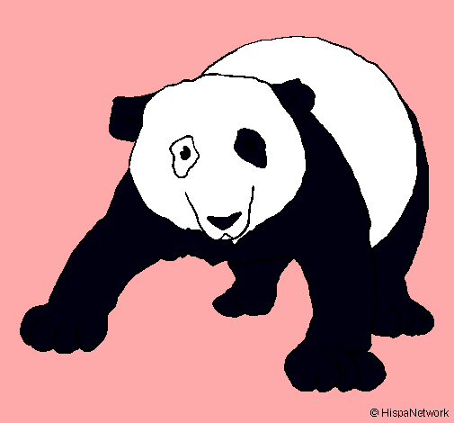 Oso panda