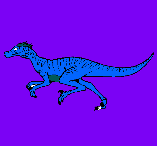 Velociraptor