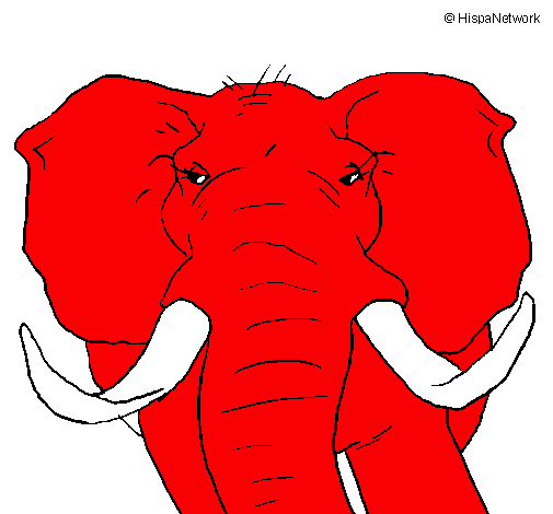 Elefante africano