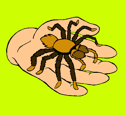 Tarántula