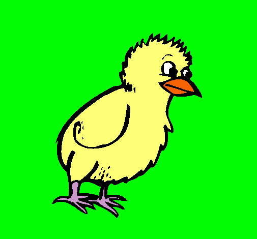 Pollito