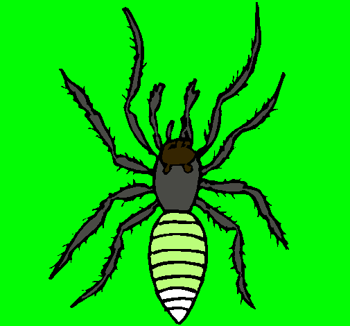 Araña tigre