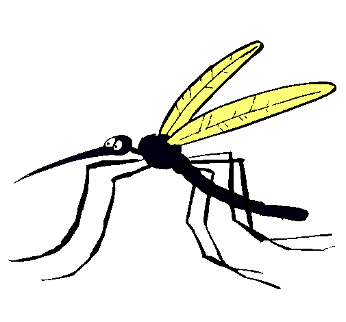 Mosquito