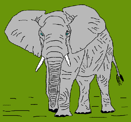 Elefante