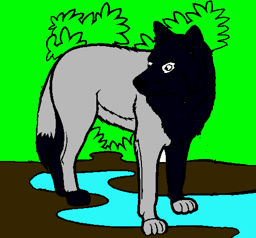 Dibujo Lobo pintado por paolo