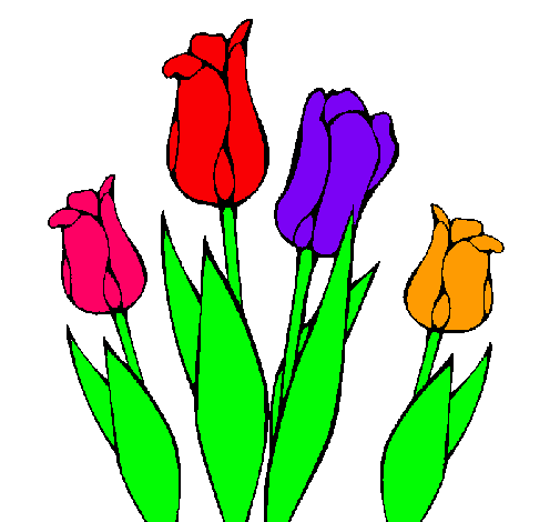 Tulipanes