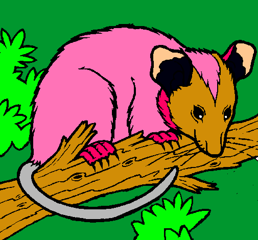 Ardilla possum