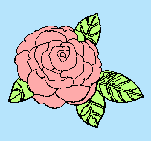 Rosa