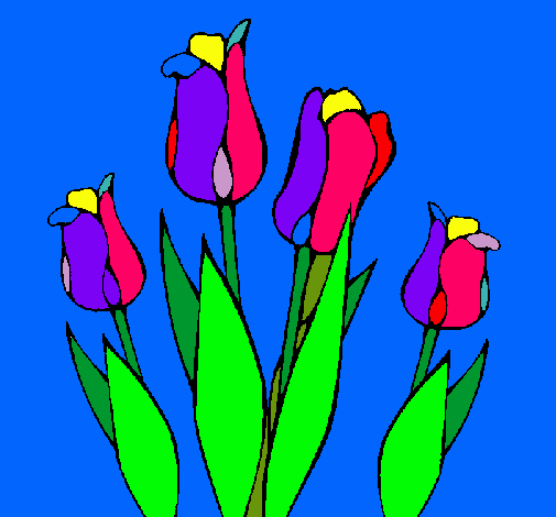 Tulipanes