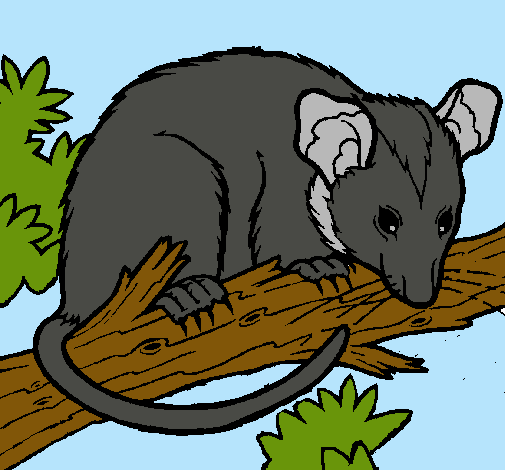 Ardilla possum