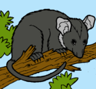 Dibujo Ardilla possum pintado por amalia