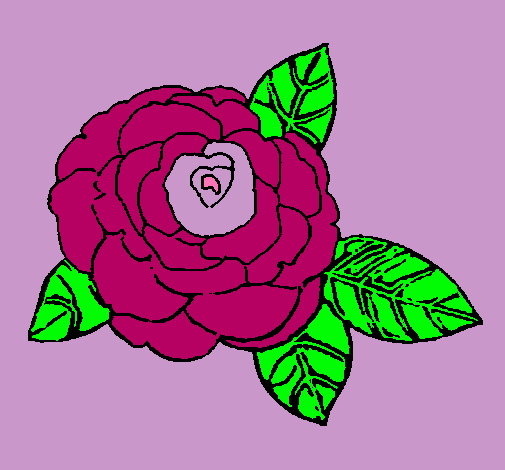 Rosa