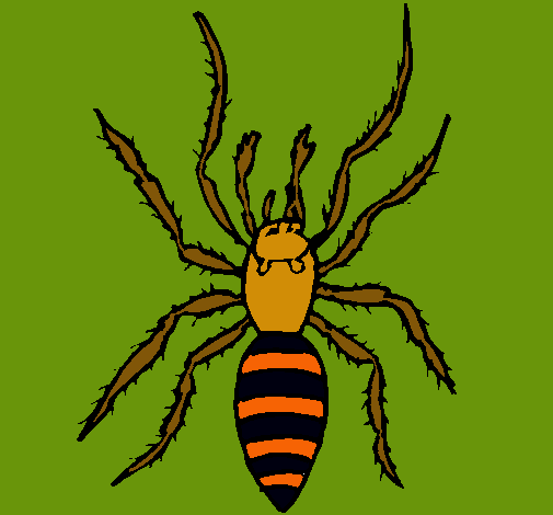 Araña tigre