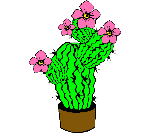 Flores de cactus