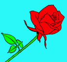 Dibujo Rosa pintado por camiflores