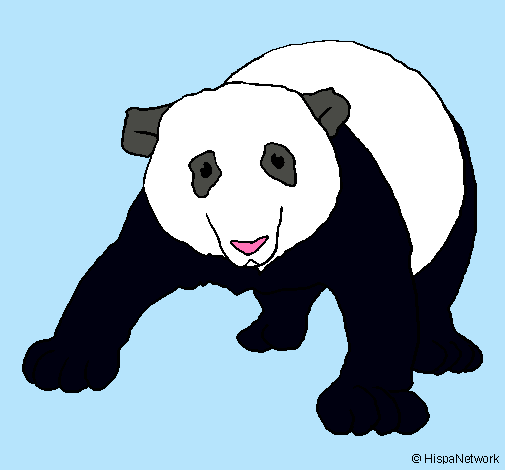 Oso panda