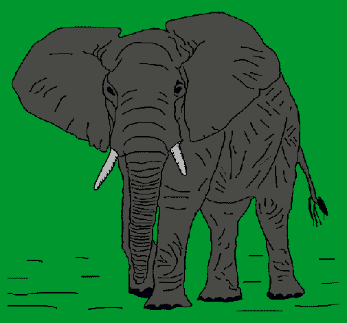 Elefante