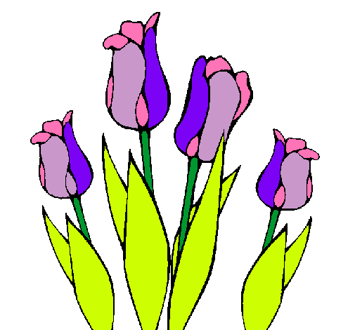 Tulipanes