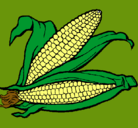 Dibujo Mazorca de maíz pintado por totito